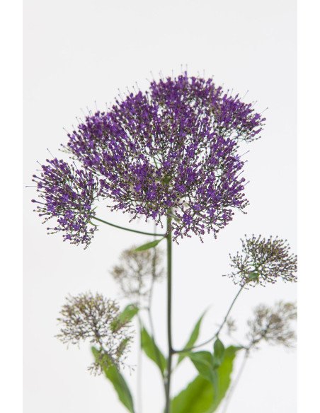 Trachelium Assorted 100 stems