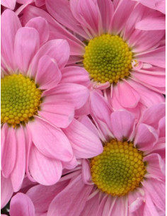 Daisy Lavender 12 Bunches 2