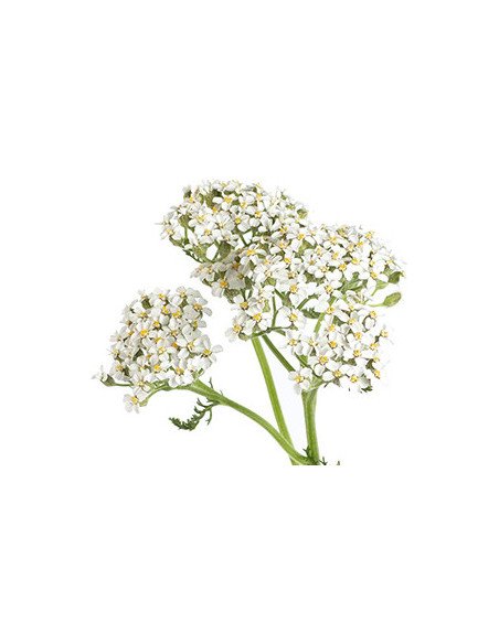 Trachelium Assorted 100 stems