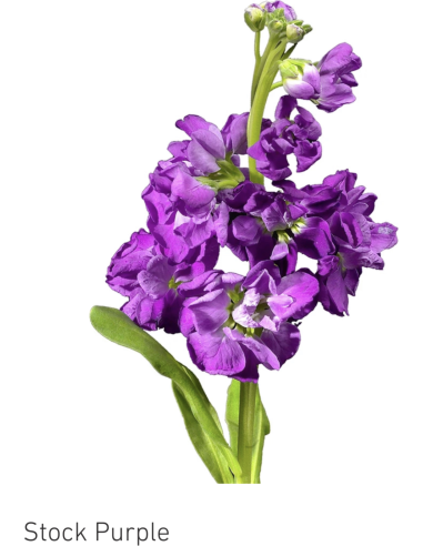 Stock Purple – Deep Purple Stock (120 Stems, 70cm) | Wholesale Bulk Flowers