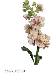 Stock Apricot – 100 Stems (70cm) | Wholesale Bulk Flowers