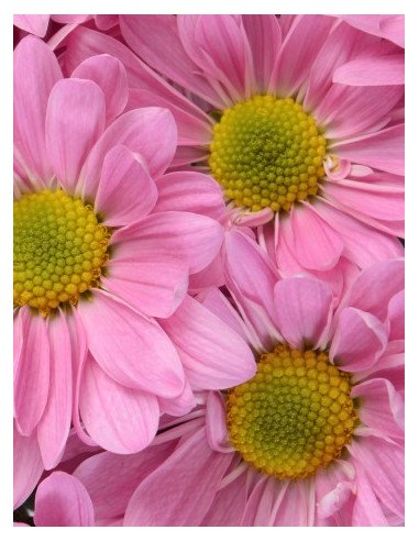 Daisy Pink 12 Bunches Daisy Pink 12 Bunches