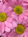 Daisy Pink 12 Bunches