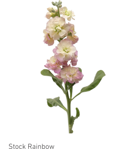 Stock Rainbow 100 stems 70cm