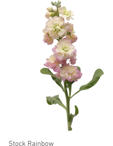 Stock Rainbow – Assorted Colors (100 Stems, 70cm) | Wholesale Bulk Flowers