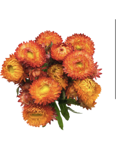 Strawflower Assorted 120 stems 60cm 2