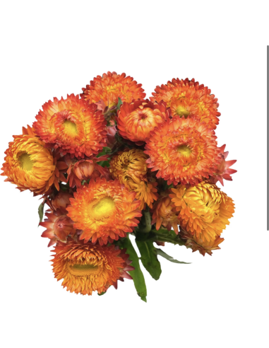 Strawflower Assorted 120 stems 60cm Strawflower Assorted 120 stems 60cm