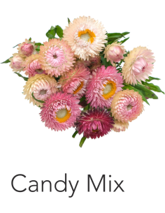 Strawflower Pink Candy Mix 70 stems 60cm