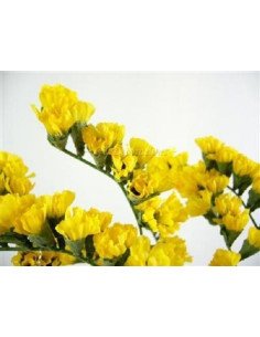 Statice Yellow 77 stems