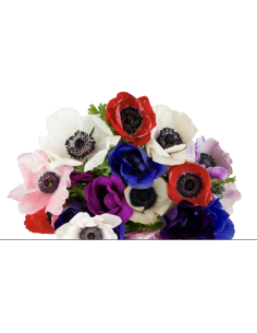 Anemone Assorted Short – Wholesale & Bulk (40 or 70 Stems)
