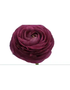 Ranunculus Burgundy 60  stems