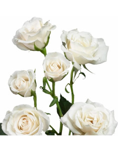 White Majolica Spray Roses — Premium White Spray Roses Wholesale (100 Stems)