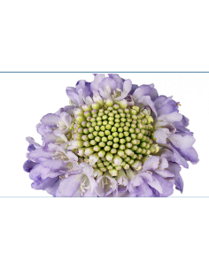 Wholesale Scabiosa Caucasia Lavender Blue - 50/100 Stems Bulk