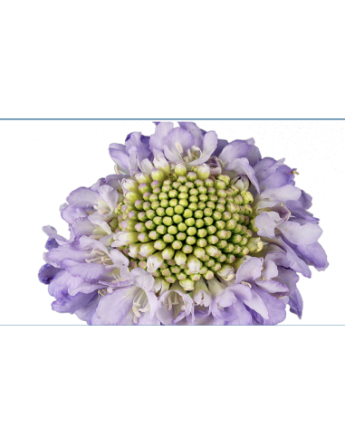 Wholesale Scabiosa Caucasia Lavender Blue - 50/100 Stems Bulk