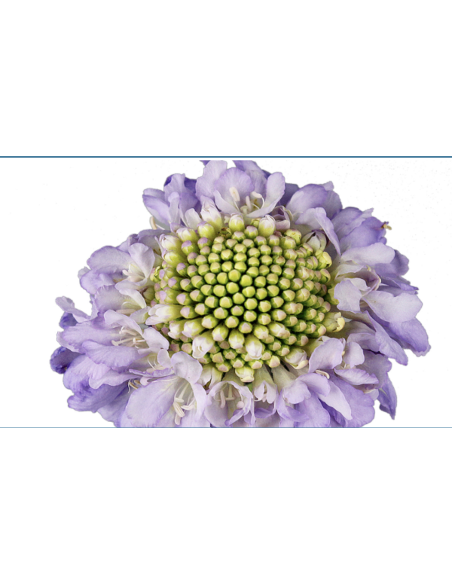 Wholesale Scabiosa Caucasia Lavender Blue - 50/100 Stems Bulk