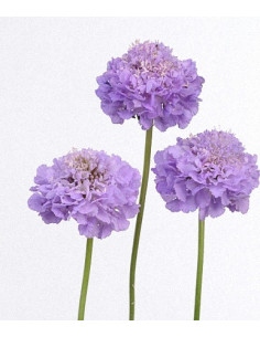 Wholesale Scabiosa Lavender Scoop - 100 Stems Bulk (60cm)