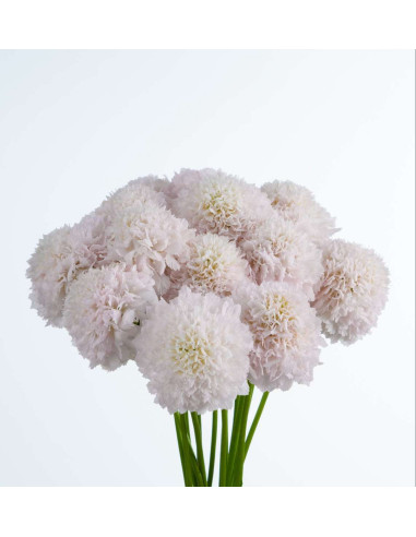 Wholesale Scabiosa French Vanilla Blush Scoop - 100 Stems Bulk