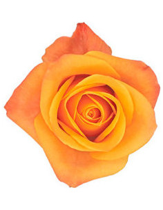 Mango Aloha Yellow Rose — Tropical Yellow Roses | Wholesale & Bulk (100 Stems)