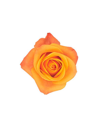 Mango Aloha Yellow Rose — Tropical Yellow Roses | Wholesale & Bulk (100 Stems)