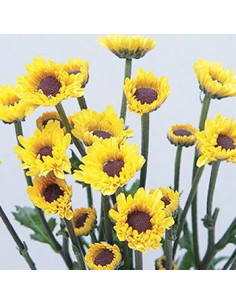 Viking Poms 12 Bunches