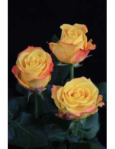 Yellow Crush yellow Rose