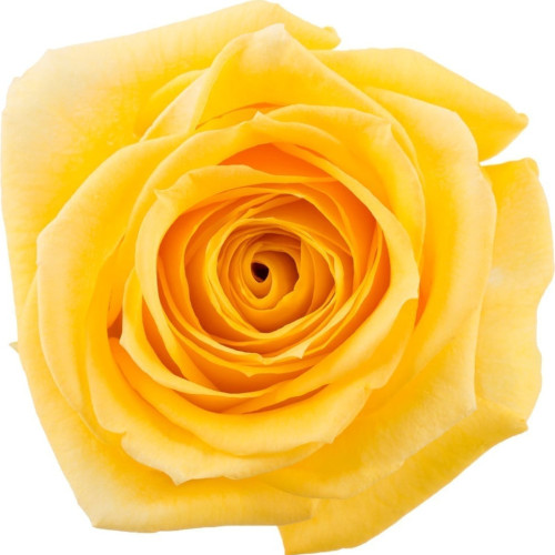 Super Sun yellow Rose