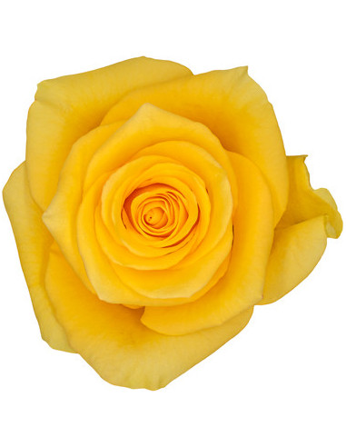 Momentum yellow Rose and other Purchase Wholesale momentum. Free Returns & Net 60 Terms on Faire trending on Faire.