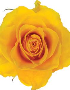 Impact yellow Rose