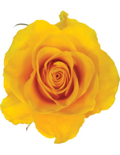 Impact Yellow Rose — Bright Yellow Roses | Wholesale & Bulk (100 Stems)