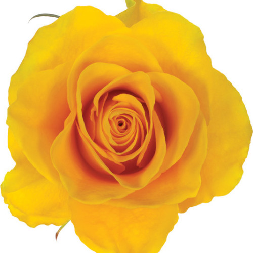 Impact yellow Rose