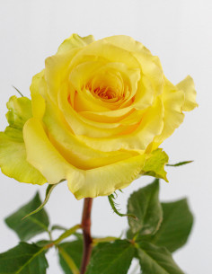 Cubana yellow Rose