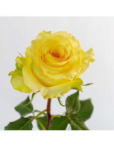 Cubana Yellow Rose — Bright Yellow Roses | Wholesale & Bulk (100 Stems)