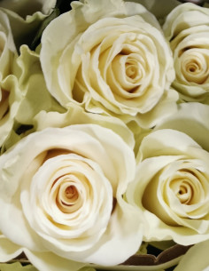 White Mondial White Rose