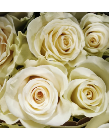 White Mondial Roses | Pure‑White Premium Roses Wholesale