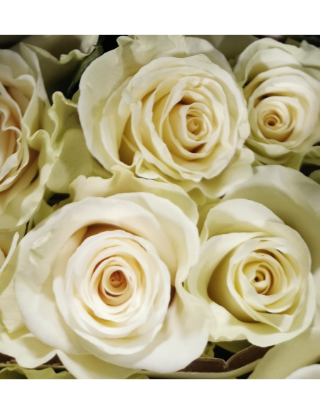 White Mondial Roses | Pure‑White Premium Roses Wholesale
