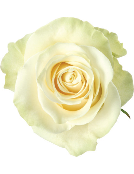 White Mondial White Rose 50 / 100 / 200 stems