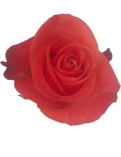 Kamila Orange  Rose 50 / 100 / 200 stems