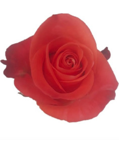 Kamila Orange Roses | Bulk Wholesale Orange Roses
