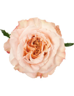 Shimmer Peach Roses 50 / 100 / 200 stems