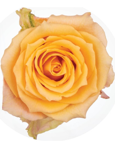 alquimia garden rose