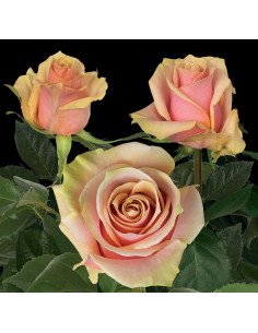 Pink Ameretto Pink Rose 50 / 100 / 200 stems