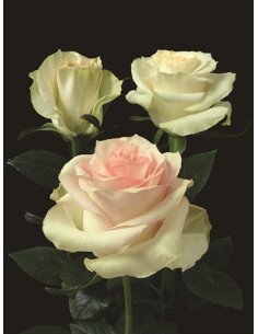 Pink Marzipan Pink Rose