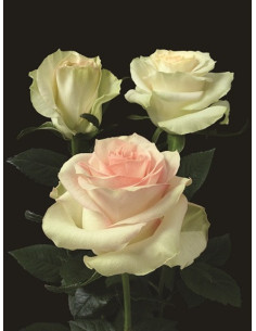 Pink Marzipan Pink Roses | Soft Warm‑Pink Roses Wholesale & Bulk
