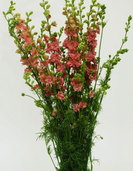 Larkspur Assorted 10 Bunches