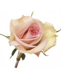 Sophie Pink Roses | Soft Classic‑Pink Roses Wholesale & Bulk
