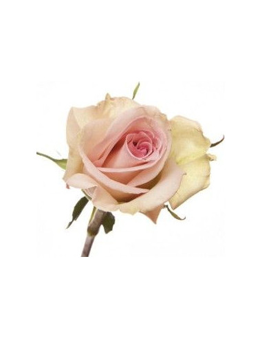 Sophie Pink Roses | Soft Classic‑Pink Roses Wholesale & Bulk