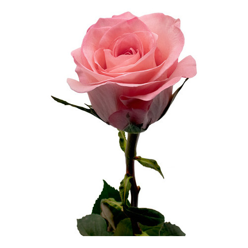 Sweet Mama Pink Rose 50 / 75 / 100 / 200 stems