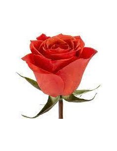 Hilux Orange  Rose 50 / 100 / 200 stems