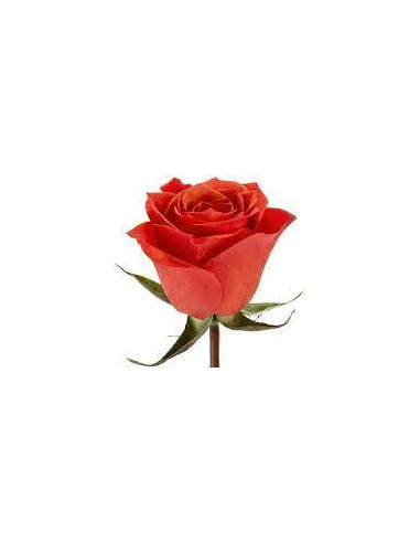 Hilux Orange Roses | Bulk Wholesale Orange Roses