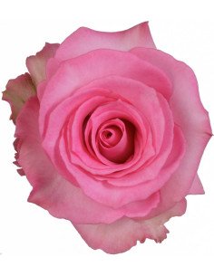 Priceless Pink Rose 50 / 100 / 200 stems